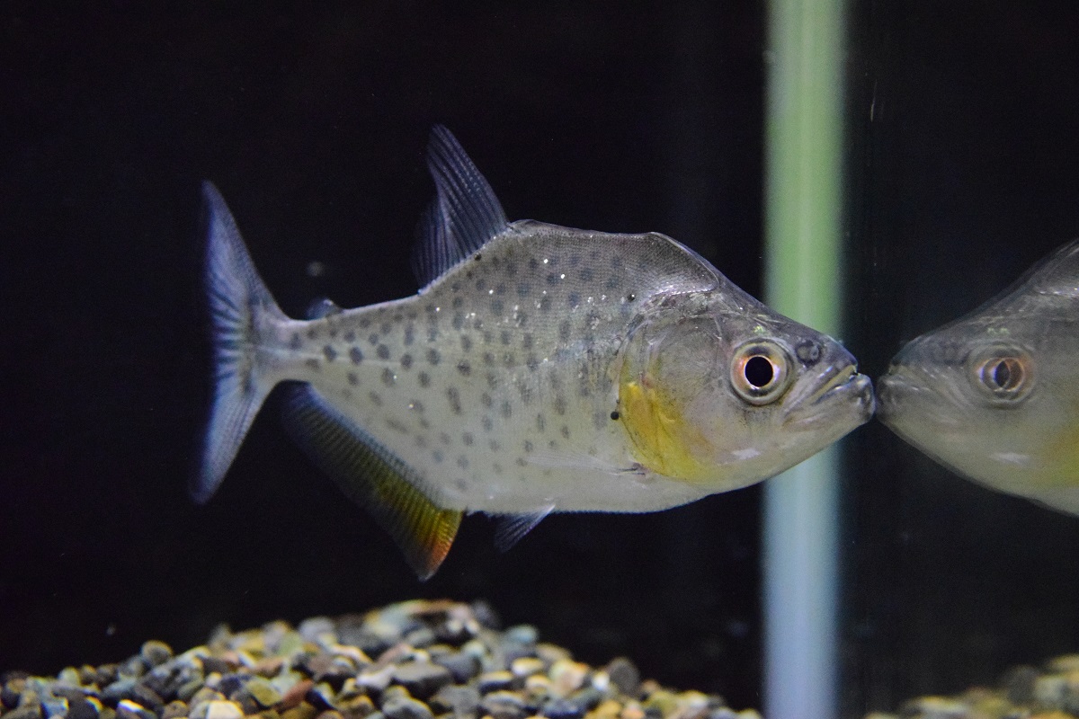 ﾚﾎﾟﾘﾇｽ ﾆｾﾌｫﾛｲ